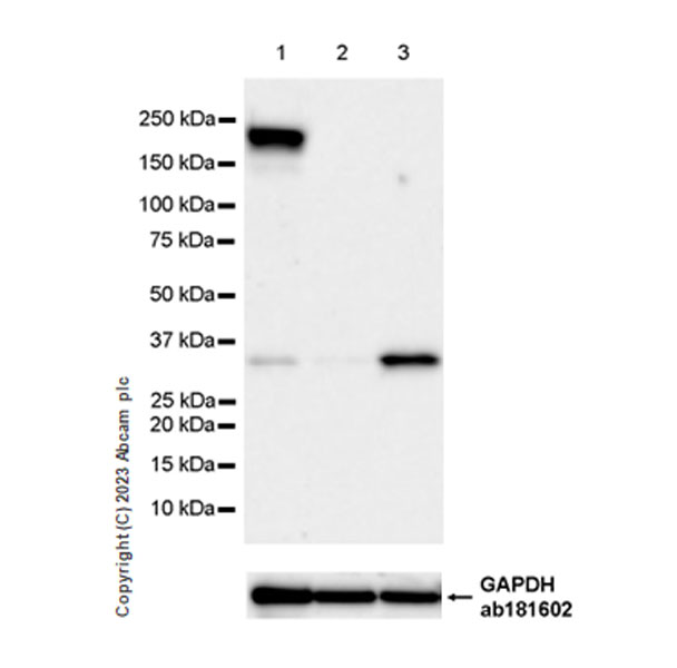 Western blot - Anti-MYO5B antibody [EPR28275-55] - BSA and Azide free (ab313796), expandable thumbnail