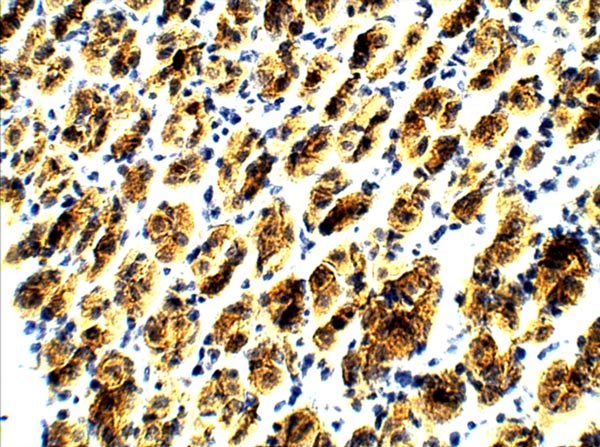 Immunohistochemistry (Formalin/PFA-fixed paraffin-embedded sections) - Anti-Myocilin antibody (AB41552)