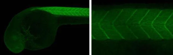 IHC - Wholemount - Anti-MyoD1 antibody (AB209976)