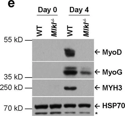 Western blot - Anti-MyoD1 antibody (AB64159)