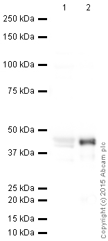 Western blot - Anti-MyoD1 antibody (AB64159)