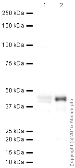 Western blot - Anti-MyoD1 antibody (AB64159)