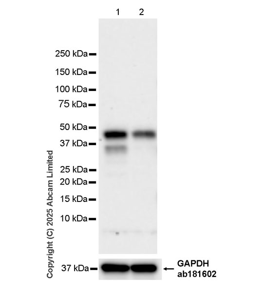 Western blot - Anti-MyoD1 antibody [EPR29627-738] (ab323377), expandable thumbnail