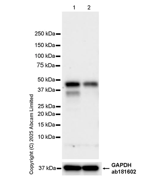 Western blot - Anti-MyoD1 antibody [EPR29627-738] (AB323377)