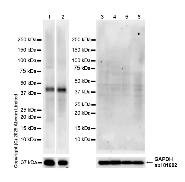 Western blot - Anti-MyoD1 antibody [EPR29627-738] (AB323377)