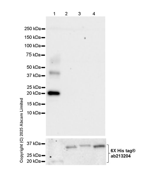 Western blot - Anti-MyoD1 antibody [EPR29627-738] (AB323377), expandable thumbnail