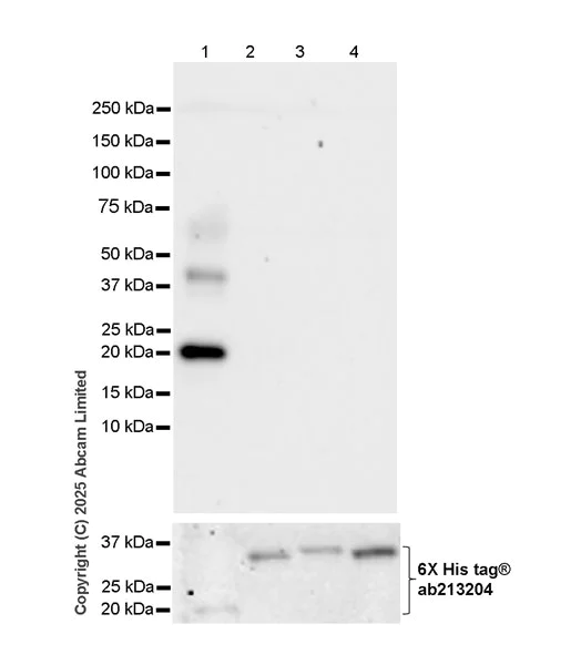 Western blot - Anti-MyoD1 antibody [EPR29627-738] (AB323377)