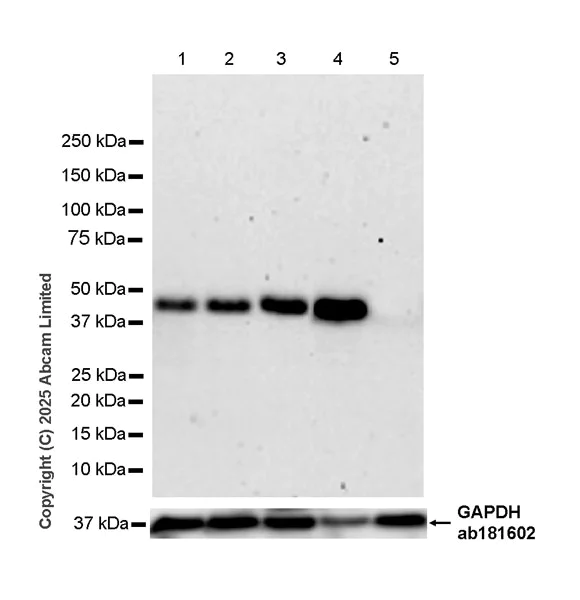 Western blot - Anti-MyoD1 antibody [EPR29627-738] (AB323377)