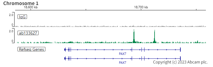 ChIC/CUT&RUN sequencing - Anti-MyoD1 antibody [EPR6653-131] (ab133627), expandable thumbnail