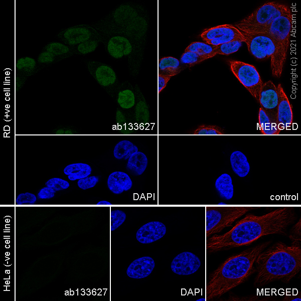 Immunocytochemistry/ Immunofluorescence - Anti-MyoD1 antibody [EPR6653-131] (AB133627), expandable thumbnail