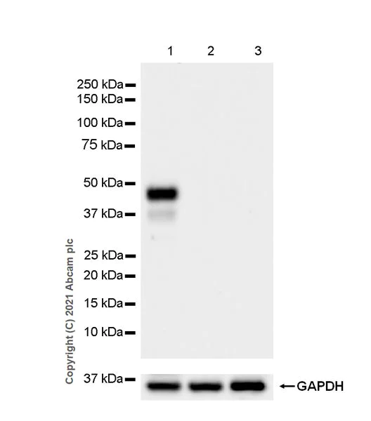 Western blot - Anti-MyoD1 antibody [EPR6653-131] (AB133627)