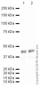 Western blot - Anti-MyoD1 antibody [EPR6653-131] (AB133627), expandable thumbnail