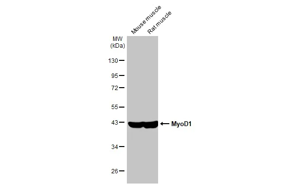Western blot - Anti-MyoD1 antibody [HL1372] (AB307805)