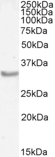 Western blot - Anti-Myogenin antibody (AB103924)