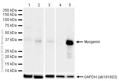 Western blot - Anti-Myogenin antibody [EPR4789] (AB124800)