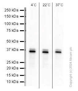 Western blot - Anti-Myogenin antibody [EPR4789] (AB124800)