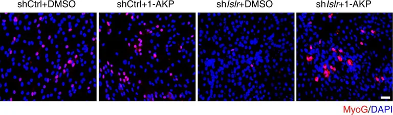 Immunofluorescence - Anti-Myogenin antibody [F5D] (AB1835)