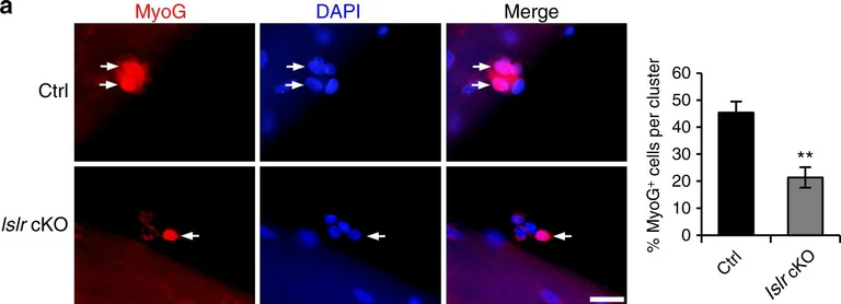 Immunofluorescence - Anti-Myogenin antibody [F5D] (AB1835)