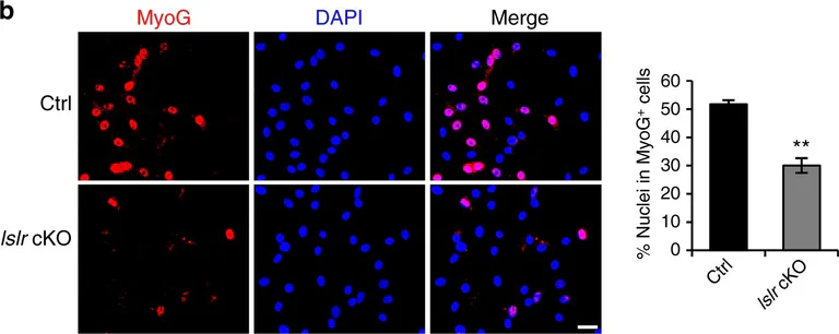 Immunofluorescence - Anti-Myogenin antibody [F5D] (AB1835)