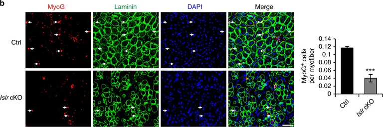 Immunofluorescence - Anti-Myogenin antibody [F5D] (AB1835)