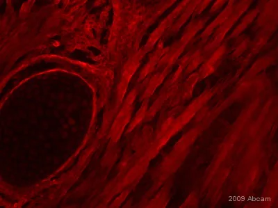 Immunohistochemistry (PFA perfusion fixed frozen sections) - Anti-Myogenin antibody [F5D] (AB1835)