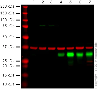 Western blot - Anti-Myogenin antibody [F5D] (AB1835)
