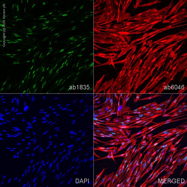 Immunocytochemistry/ Immunofluorescence - Anti-Myogenin antibody [F5D] - BSA and Azide free (AB264517)