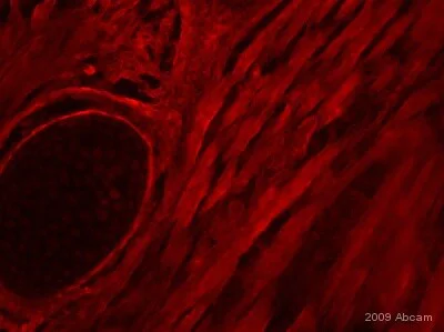 Immunohistochemistry (PFA perfusion fixed frozen sections) - Anti-Myogenin antibody [F5D] - BSA and Azide free (AB264517)