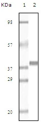 Western blot - Anti-Myoglobin antibody [6H8B5] (AB47702)