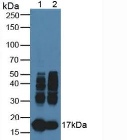 Western blot - Anti-Myoglobin antibody (AB231530)