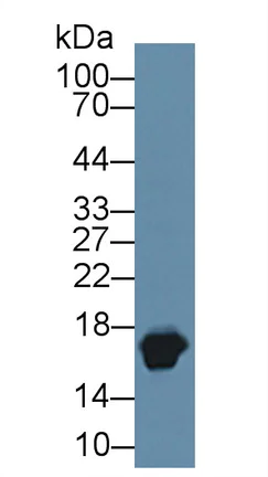 Western blot - Anti-Myoglobin antibody (AB231725)