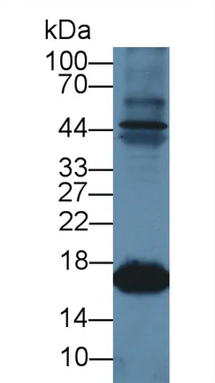 Western blot - Anti-Myoglobin antibody (AB231725)