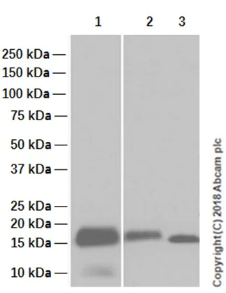 Western blot - Anti-Myoglobin antibody [EP3081Y] (AB77232)
