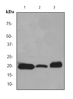 Western blot - Anti-Myoglobin antibody [EP3081Y] (ab77232), expandable thumbnail