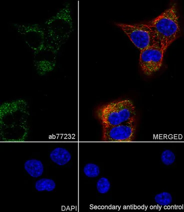 Immunocytochemistry/ Immunofluorescence - Anti-Myoglobin antibody [EP3081Y] - BSA and Azide free (AB232388)