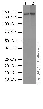 Western blot - Anti-MYOM1 antibody [EPR17322-9] - BSA and Azide free (AB251439)