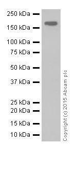 Western blot - Anti-MYOM1 antibody [EPR17322-9] - BSA and Azide free (AB251439)