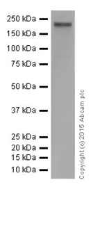 Western blot - Anti-MYOM1 antibody [EPR17322] - BSA and Azide free (AB251338)