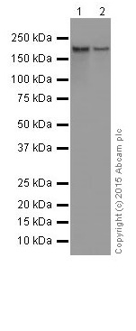 Western blot - Anti-MYOM1 antibody [EPR17322] - BSA and Azide free (AB251338), expandable thumbnail