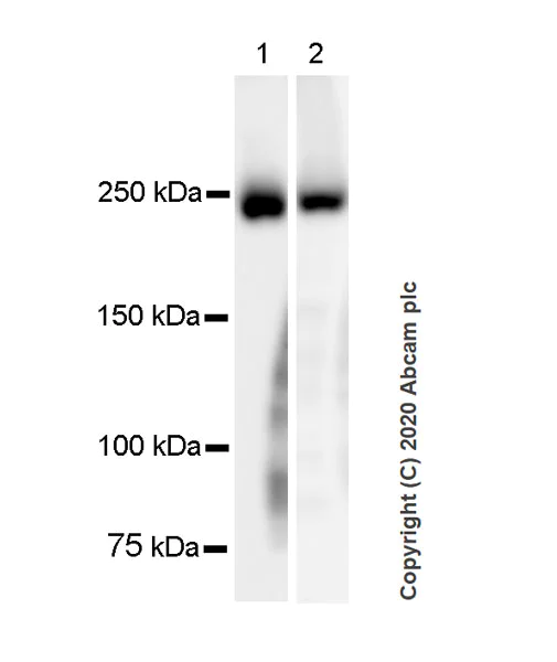 Western blot - Anti-Myosin heavy chain antibody [A4.1025] (AB37484)