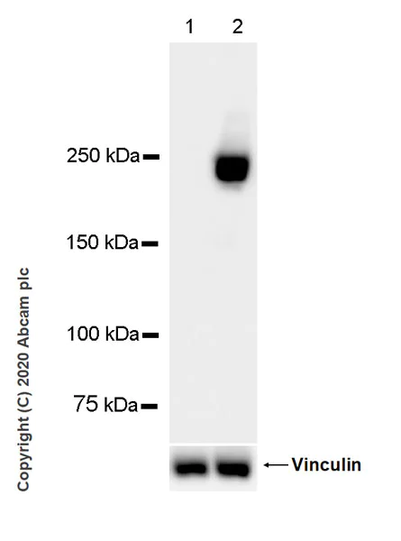 Western blot - Anti-Myosin heavy chain antibody [A4.1025] (AB37484)