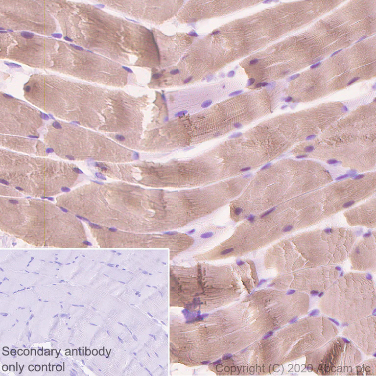 Immunohistochemistry (Formalin/PFA-fixed paraffin-embedded sections) - Anti-Myosin heavy chain antibody [A4.1025] - BSA and Azide free (AB264490)