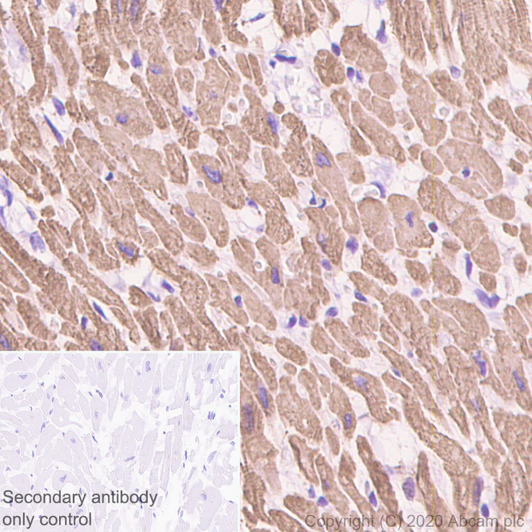 Immunohistochemistry (Formalin/PFA-fixed paraffin-embedded sections) - Anti-Myosin heavy chain antibody [A4.1025] - BSA and Azide free (AB264490)