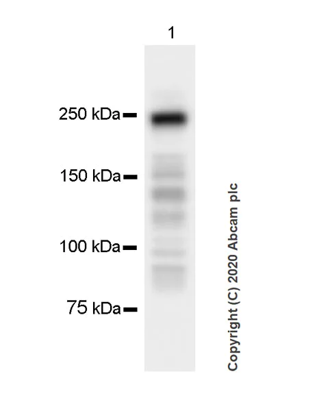 Western blot - Anti-Myosin heavy chain antibody [A4.1025] - BSA and Azide free (AB264490)