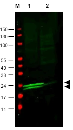 Western blot - Anti-Myosin Light Chain 2 antibody (AB48003)