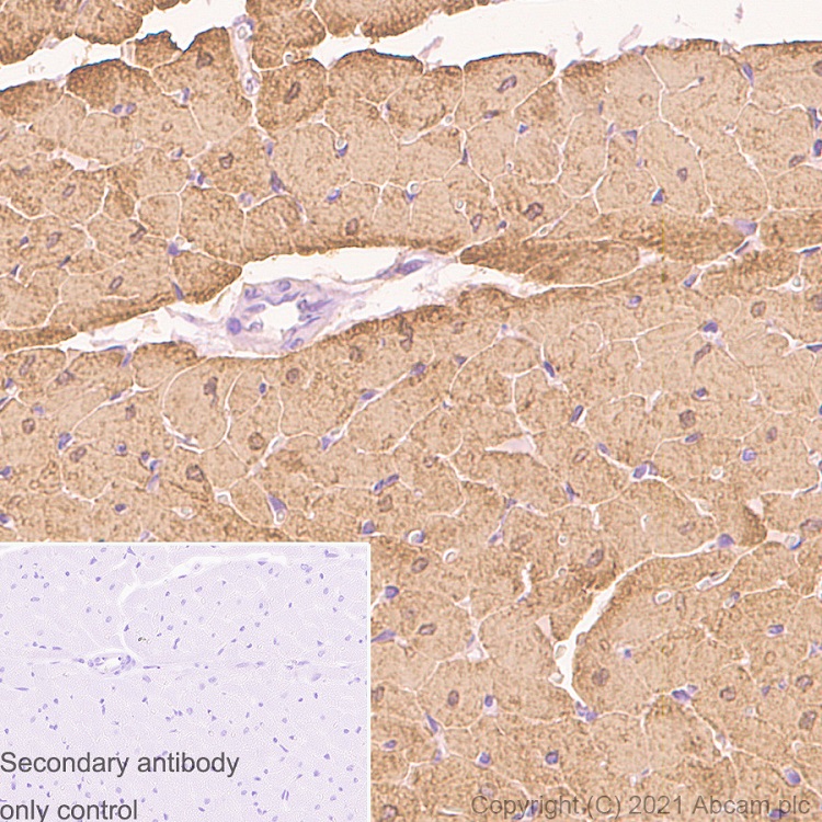Immunohistochemistry (Formalin/PFA-fixed paraffin-embedded sections) - Anti-Myosin Light Chain 2 antibody [EPR3741] - BSA and Azide free (AB183490), expandable thumbnail