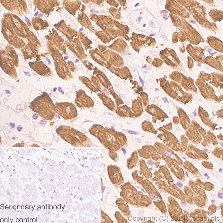 Immunohistochemistry (Formalin/PFA-fixed paraffin-embedded sections) - Anti-Myosin Light Chain 2 antibody [EPR3741] - BSA and Azide free (AB183490), expandable thumbnail
