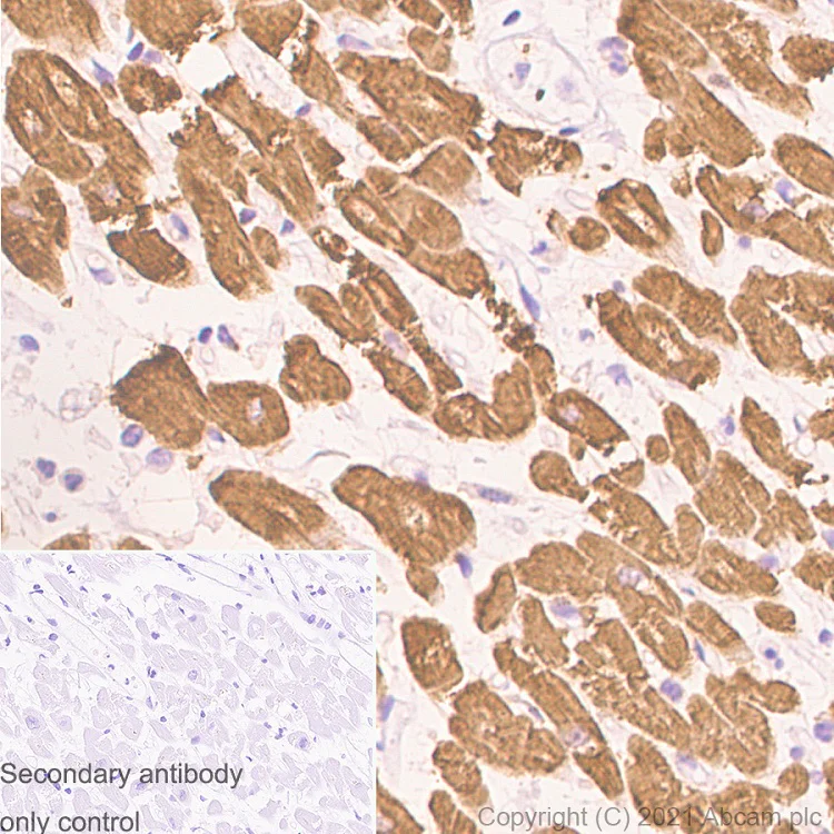 Immunohistochemistry (Formalin/PFA-fixed paraffin-embedded sections) - Anti-Myosin Light Chain 2 antibody [EPR3741] - BSA and Azide free (AB183490)