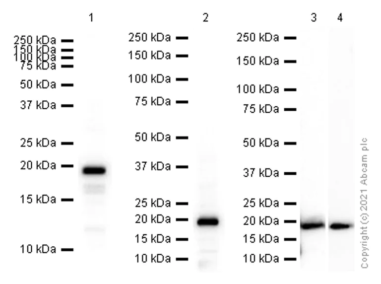 Western blot - Anti-Myosin Light Chain 2 antibody [EPR3741] - BSA and Azide free (AB183490)