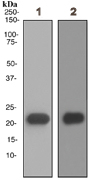 Western blot - Anti-Myosin light chain 3 antibody [EPR4160] - BSA and Azide free (AB247710), expandable thumbnail
